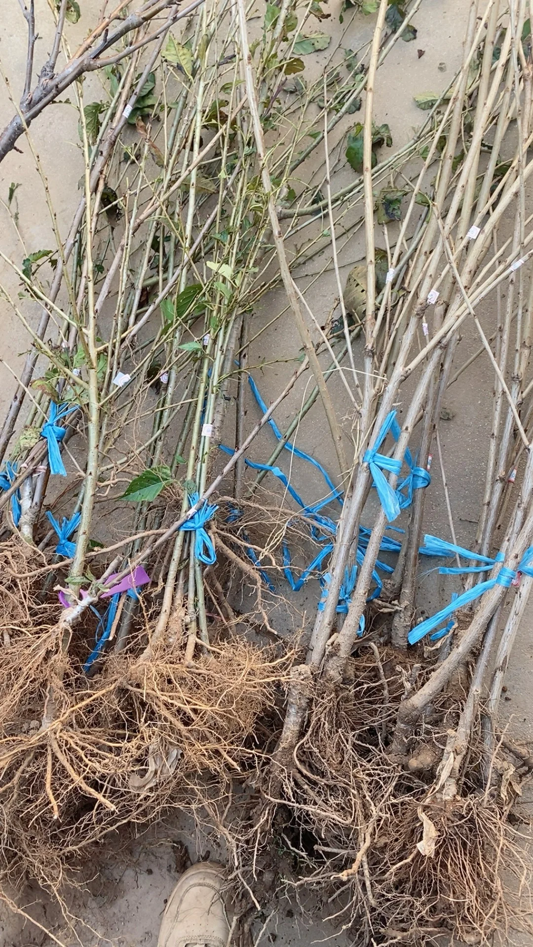 带分枝老品种中华小樱桃树苗