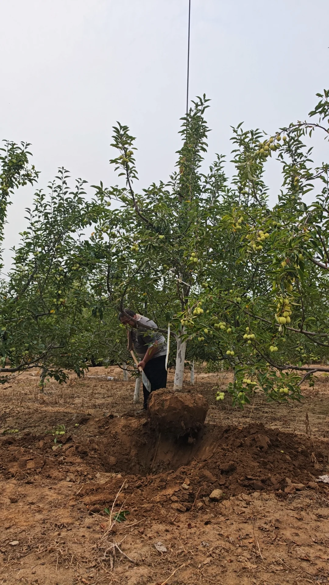 北海道黄杨苗木种植常青不落叶 各种苗木