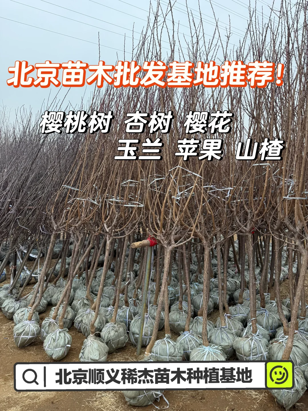 北京苗木批发基地|各种果树批发!