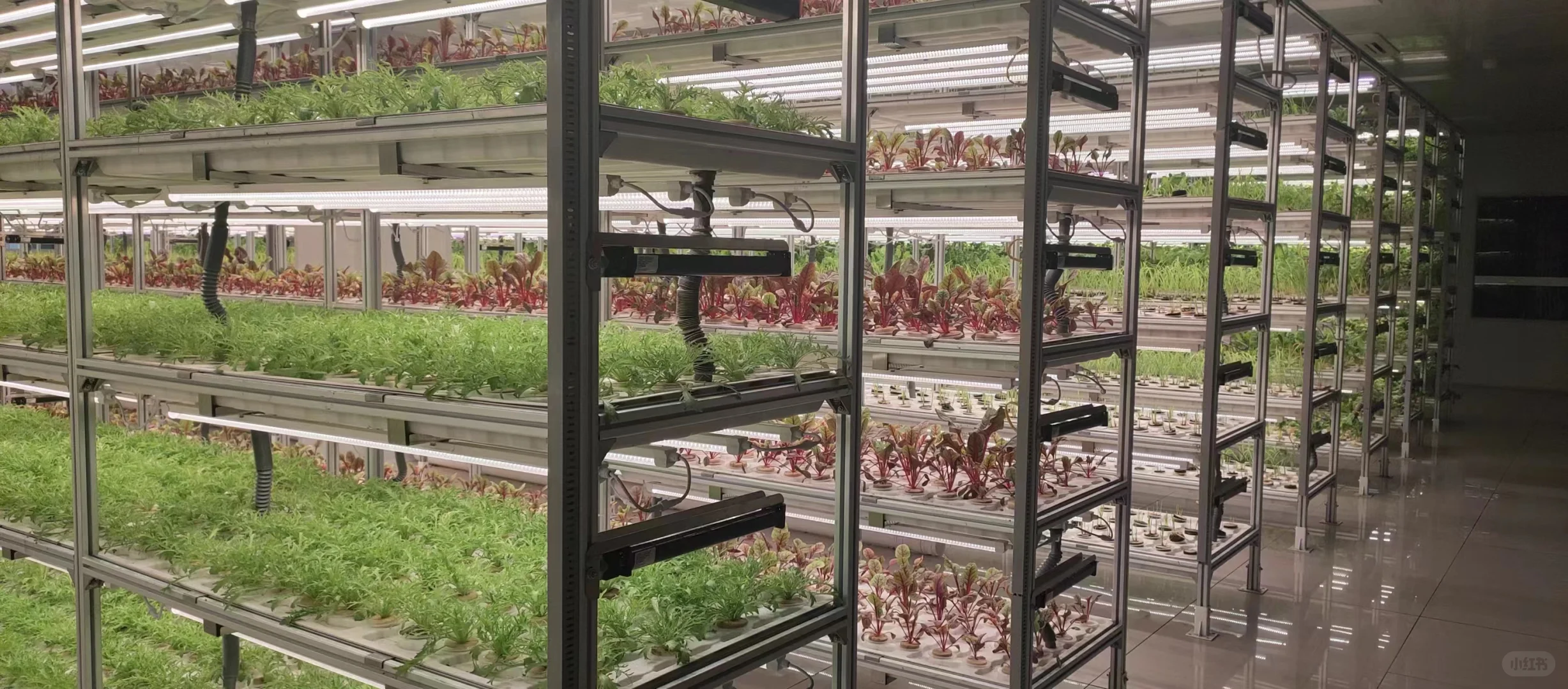 灯光下的大世界~植物工厂中的劳斯莱斯