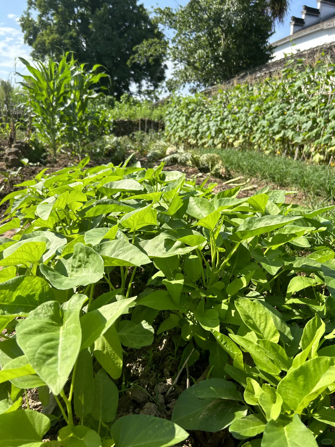 夏天的菜园满满当当 一顿八个菜 各个不重样