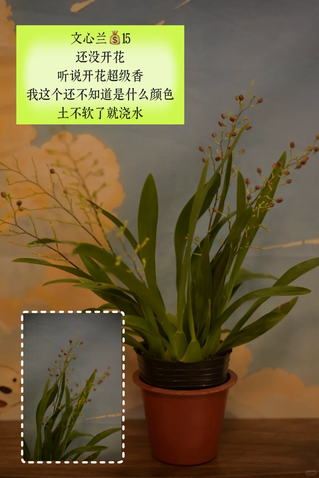 超适合小空间的垂吊植物搭配,简直美翻了心