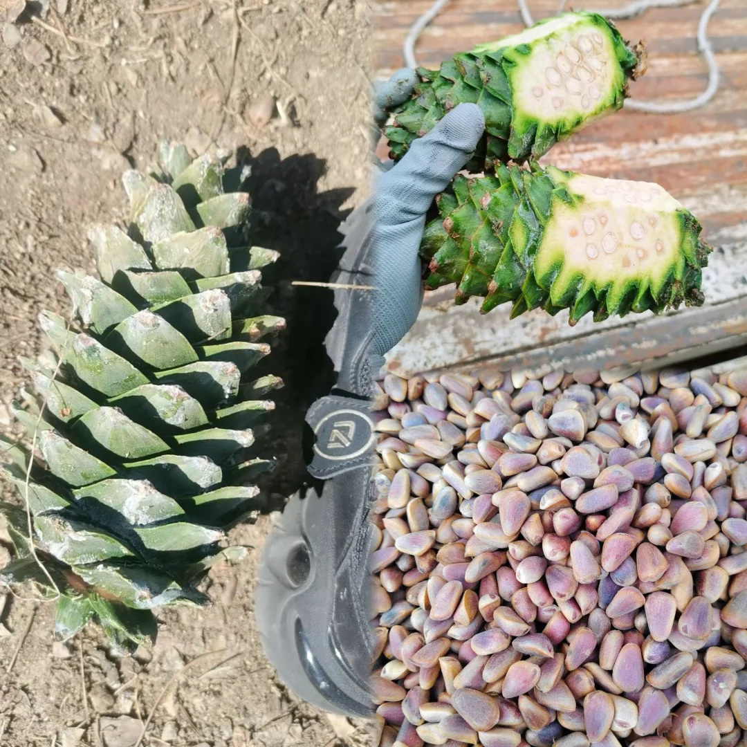 帮爹爹卖东北山货~