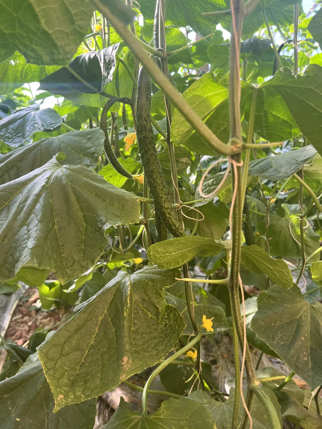 饭店老板的救星⭐蔬菜批发商的日常