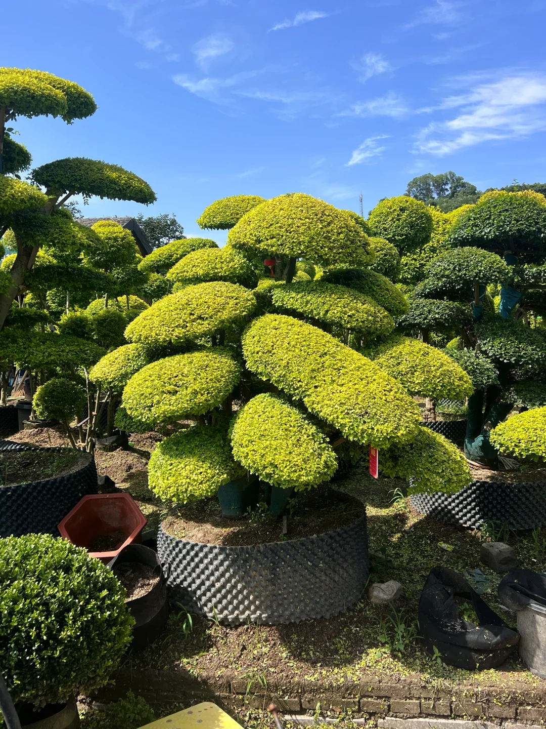 浙江庭院花卉苗圃 集市