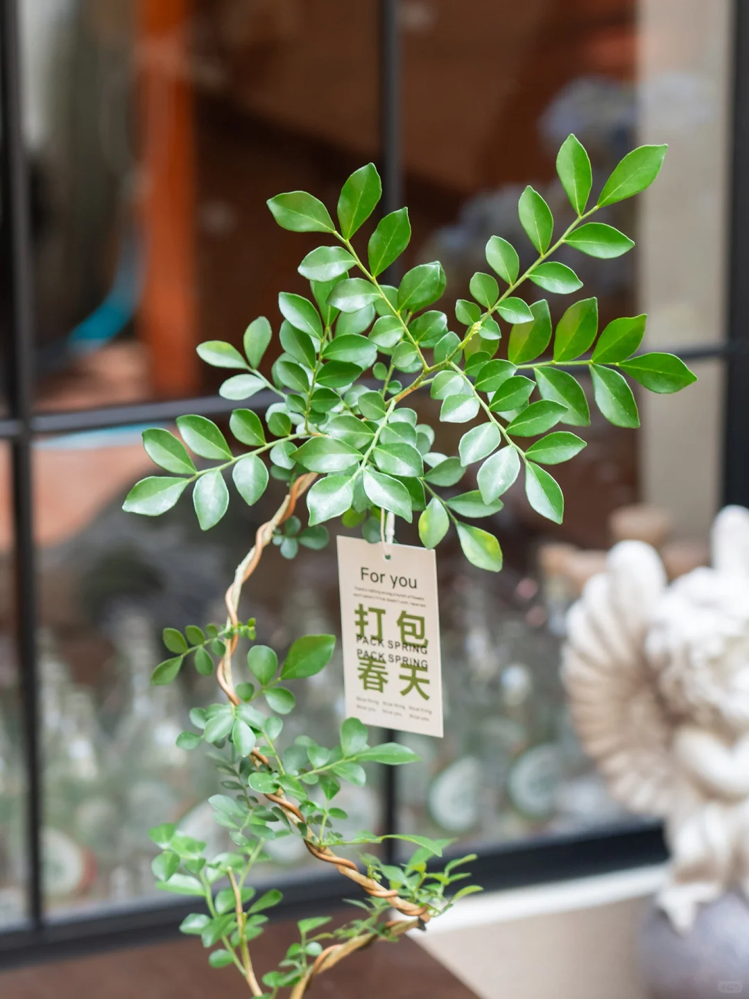 一进门就为这九里香着迷！??