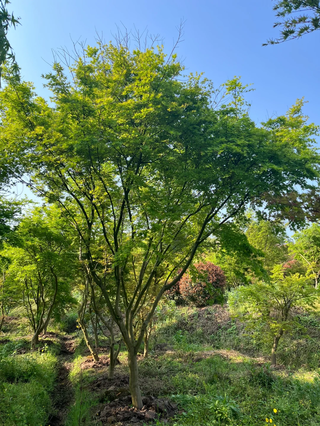 需要一个大院子