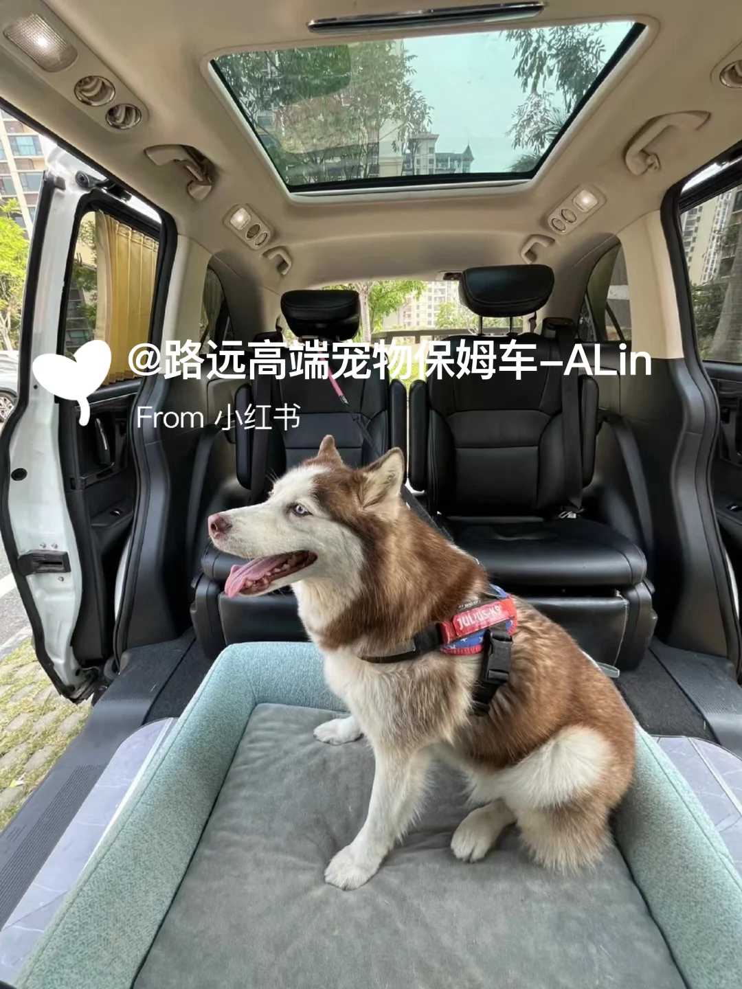 宠物友好的旅行小伙伴?