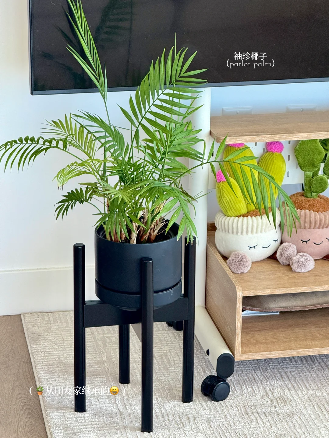 懒人轻松养??氛围感能量绿植分享