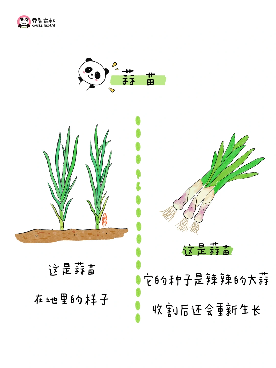 给小朋友的冬季蔬菜认知图鉴