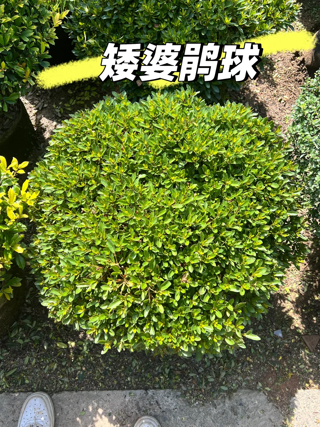 浙江庭院花卉苗圃 集市