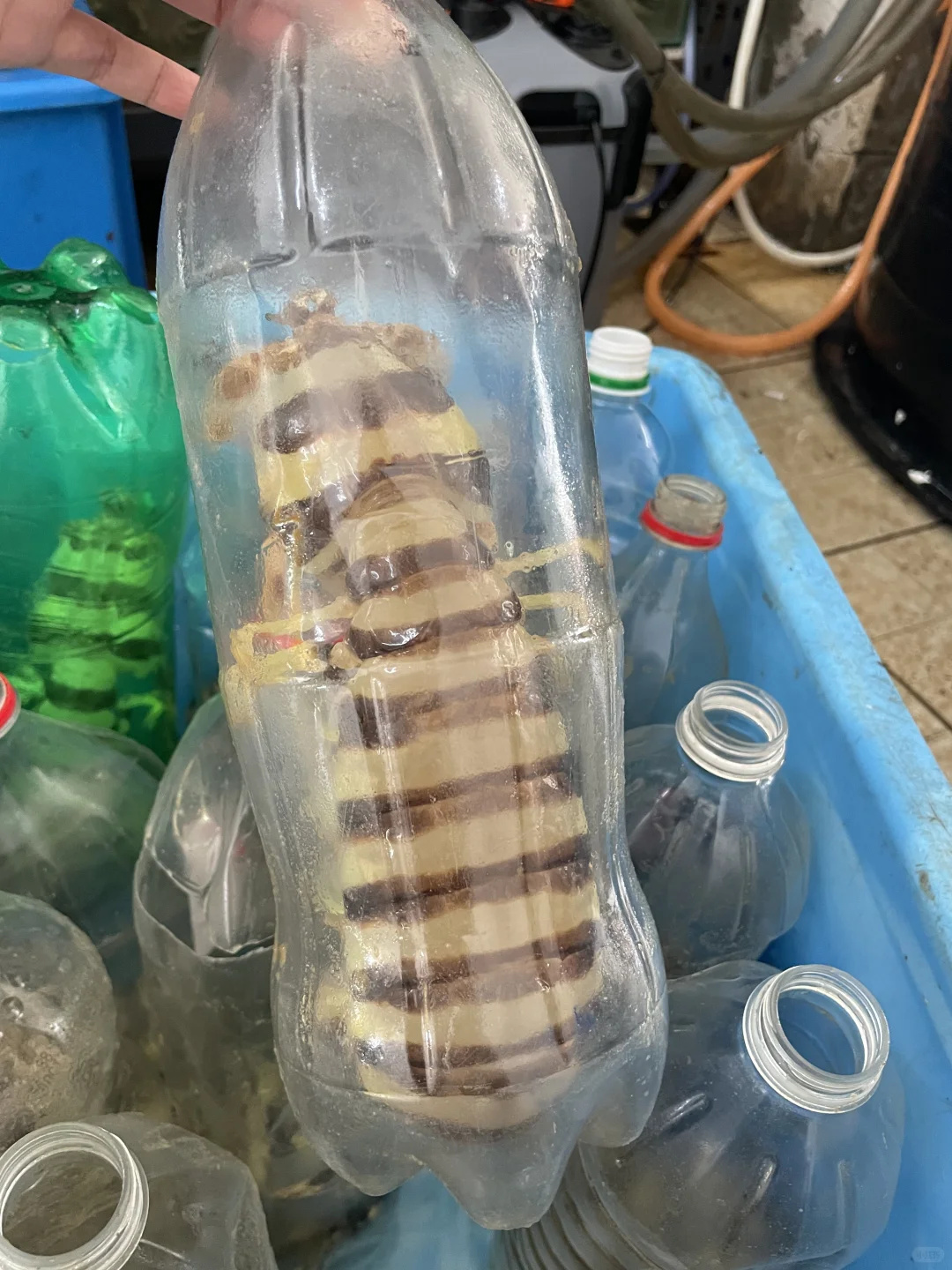 亚庇中央市场买海鲜