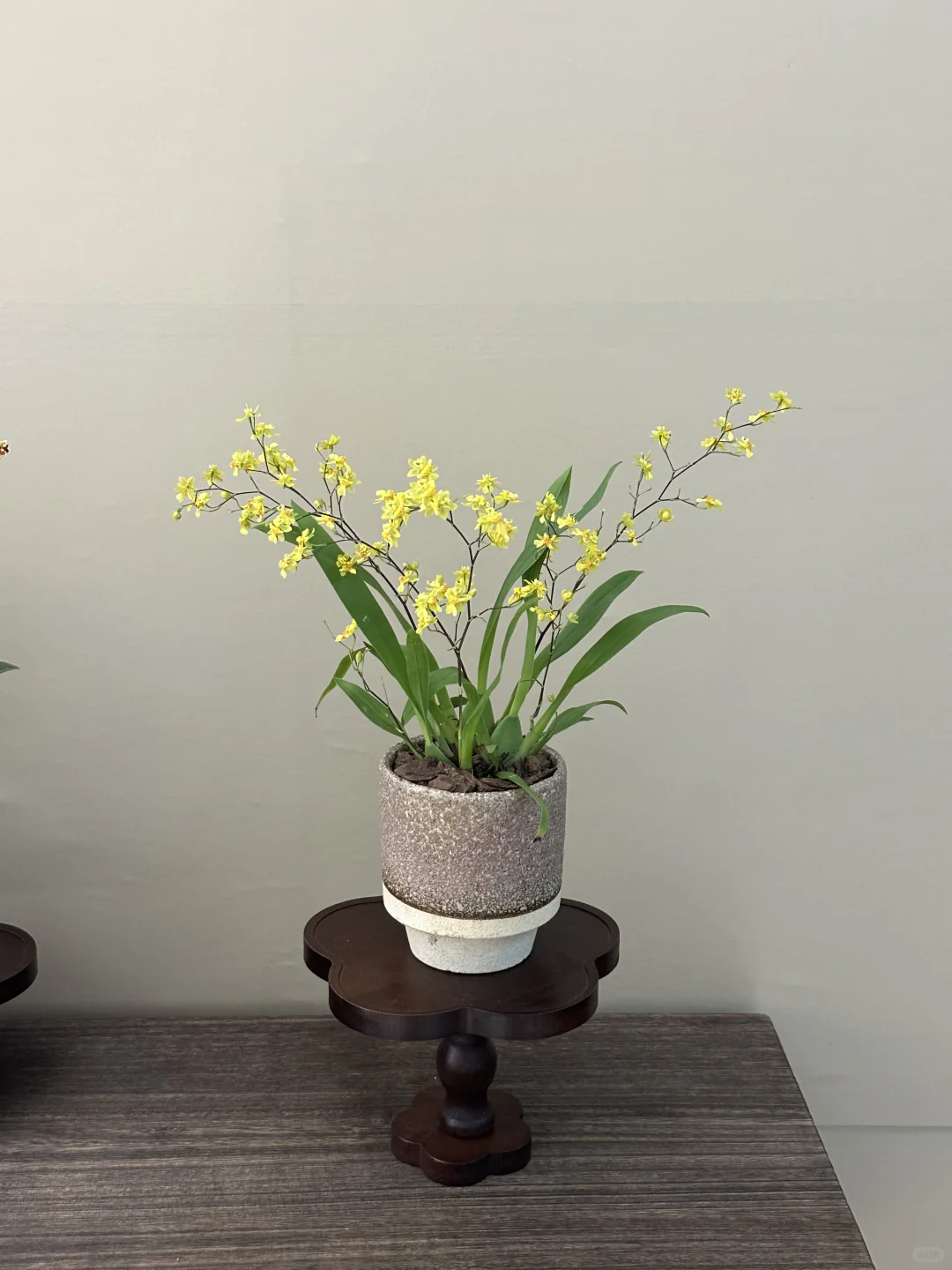 平价小众的绿植分享?