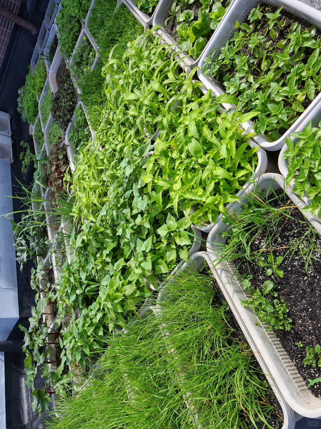 春天辛勤的播种，终于迎来收获满满的采收！