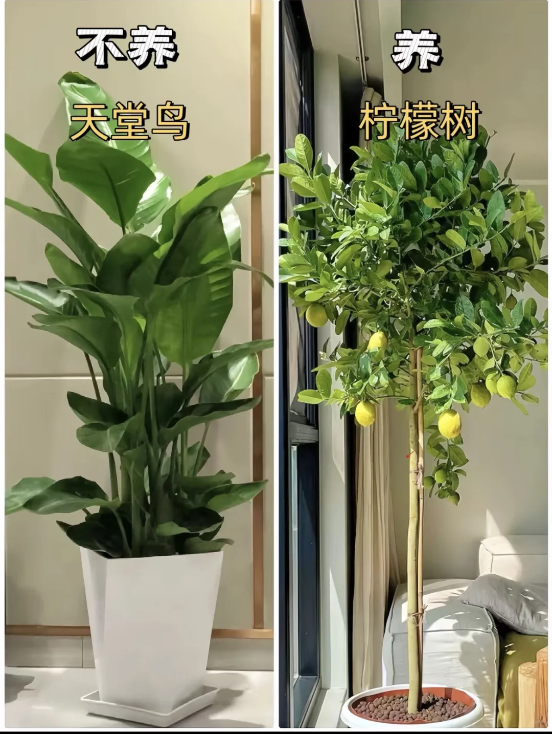 室内柠檬树推荐，你喜欢哪一款呢？