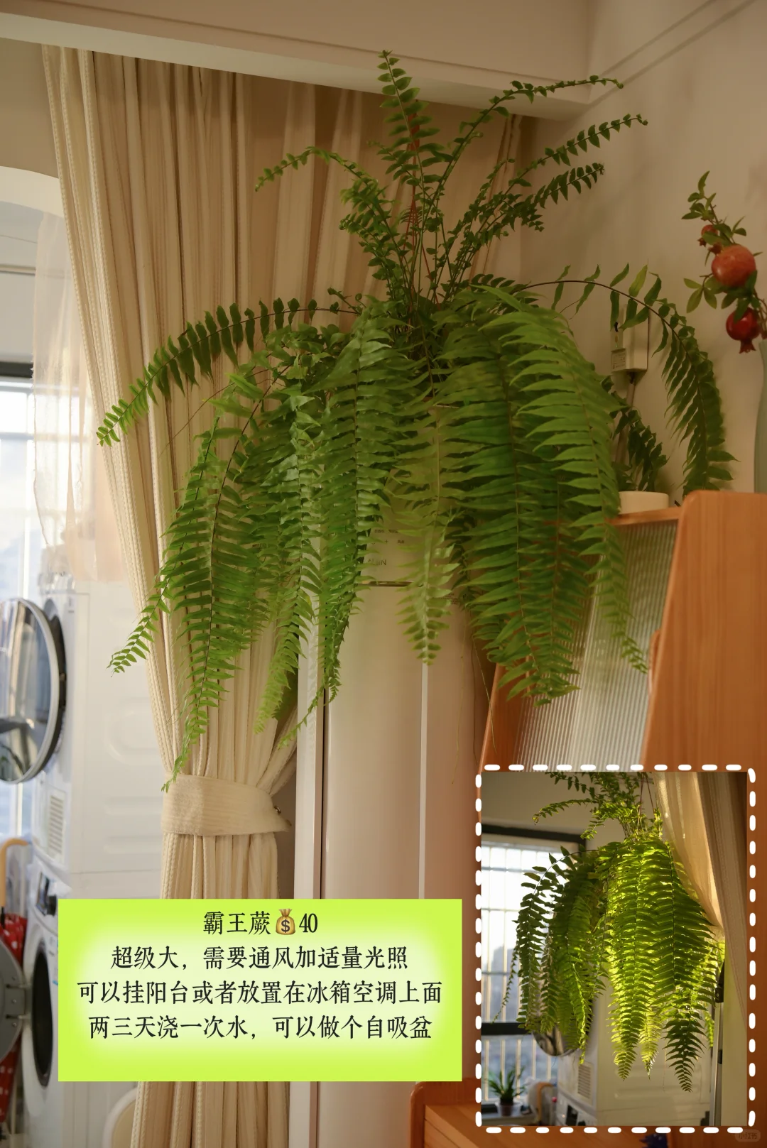 超适合小空间的垂吊植物搭配,简直美翻了心