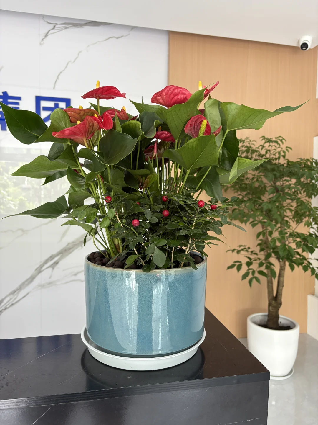 买到超好看的绿植！?