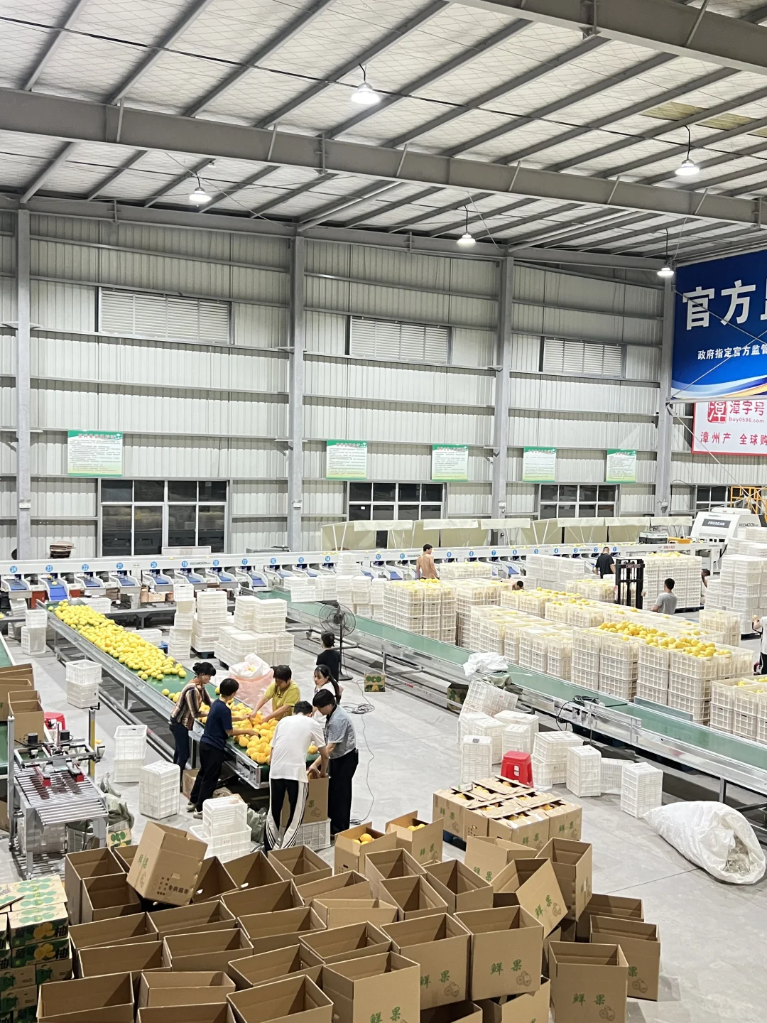 俺在5000多平的柚子厂打工