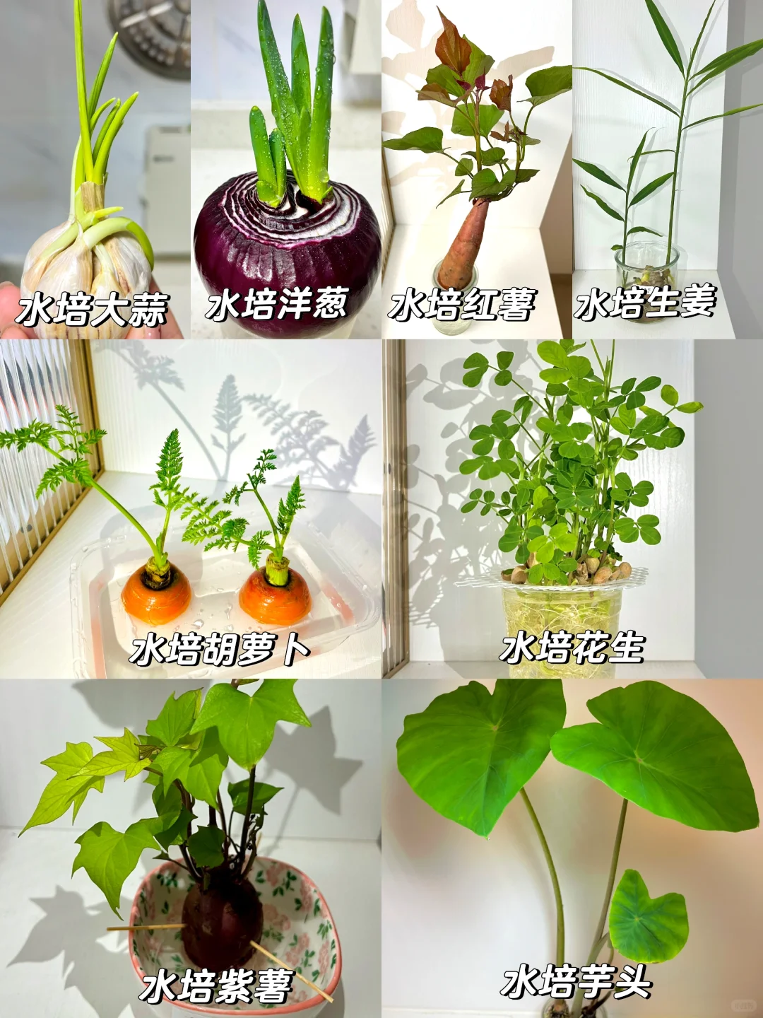 Hydroponic vegetables 水培各类蔬菜