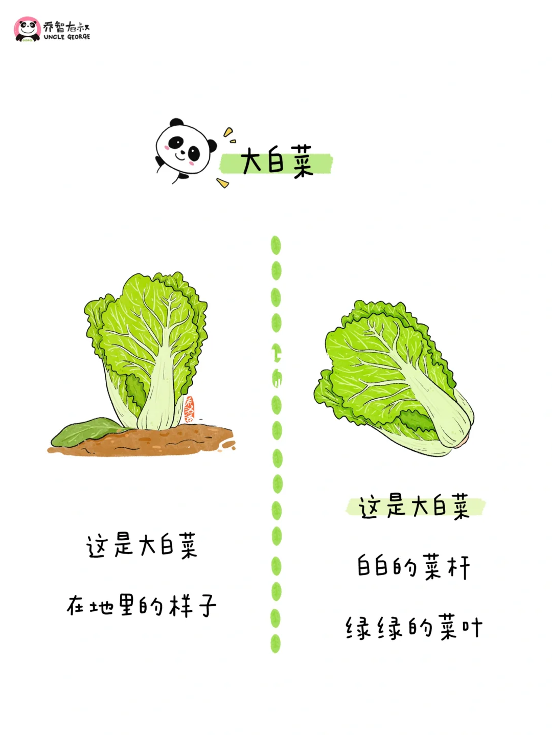 给小朋友的冬季蔬菜认知图鉴