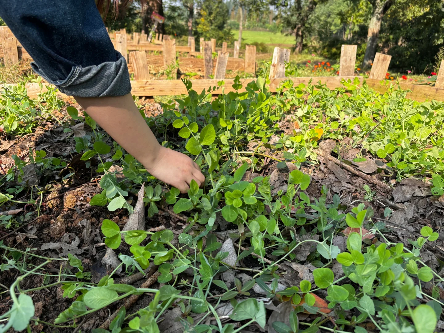 下一个流量风口就是共享菜园！