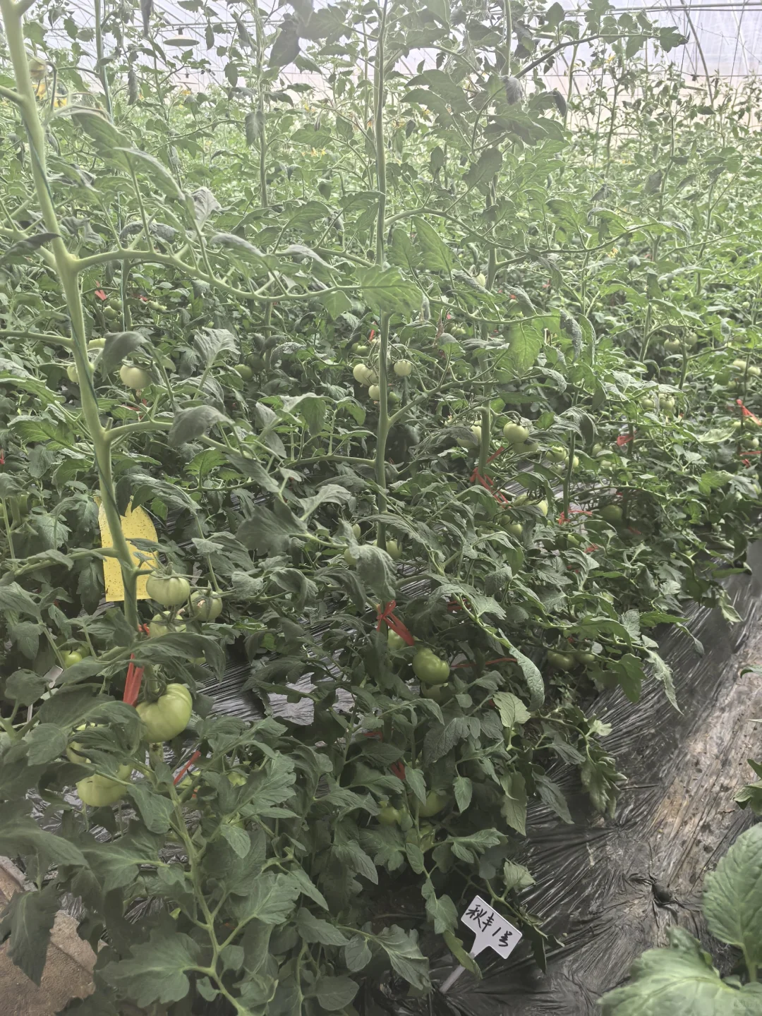 碳中和与绿废处理