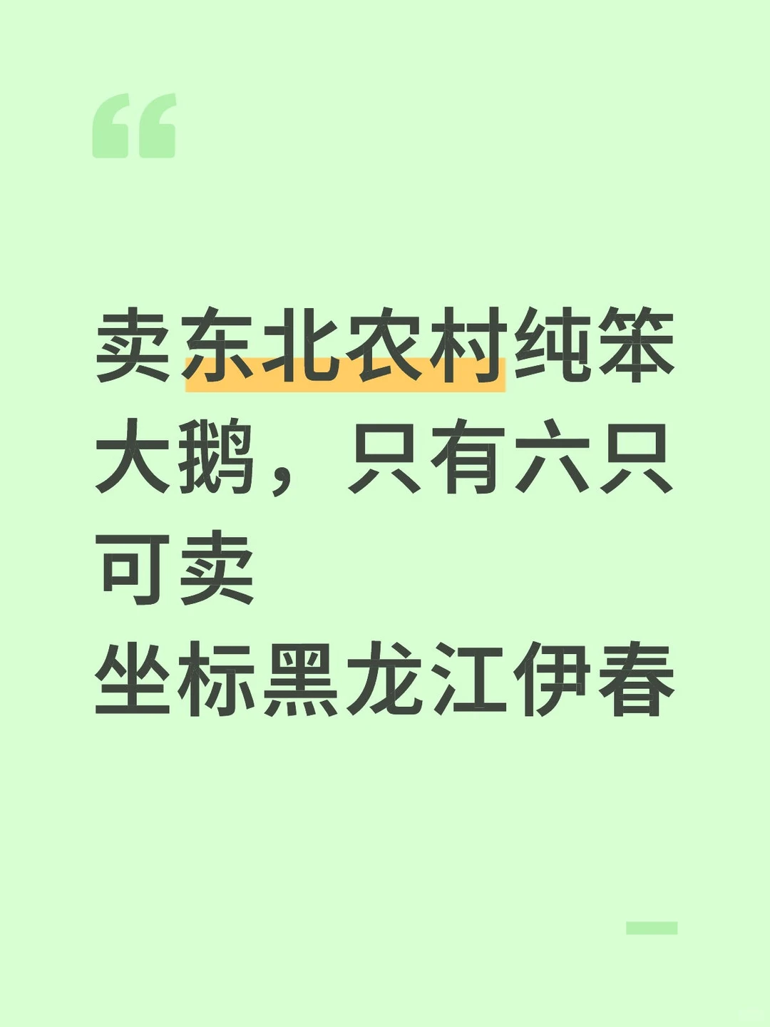 东北农村纯绿色散养笨大鹅