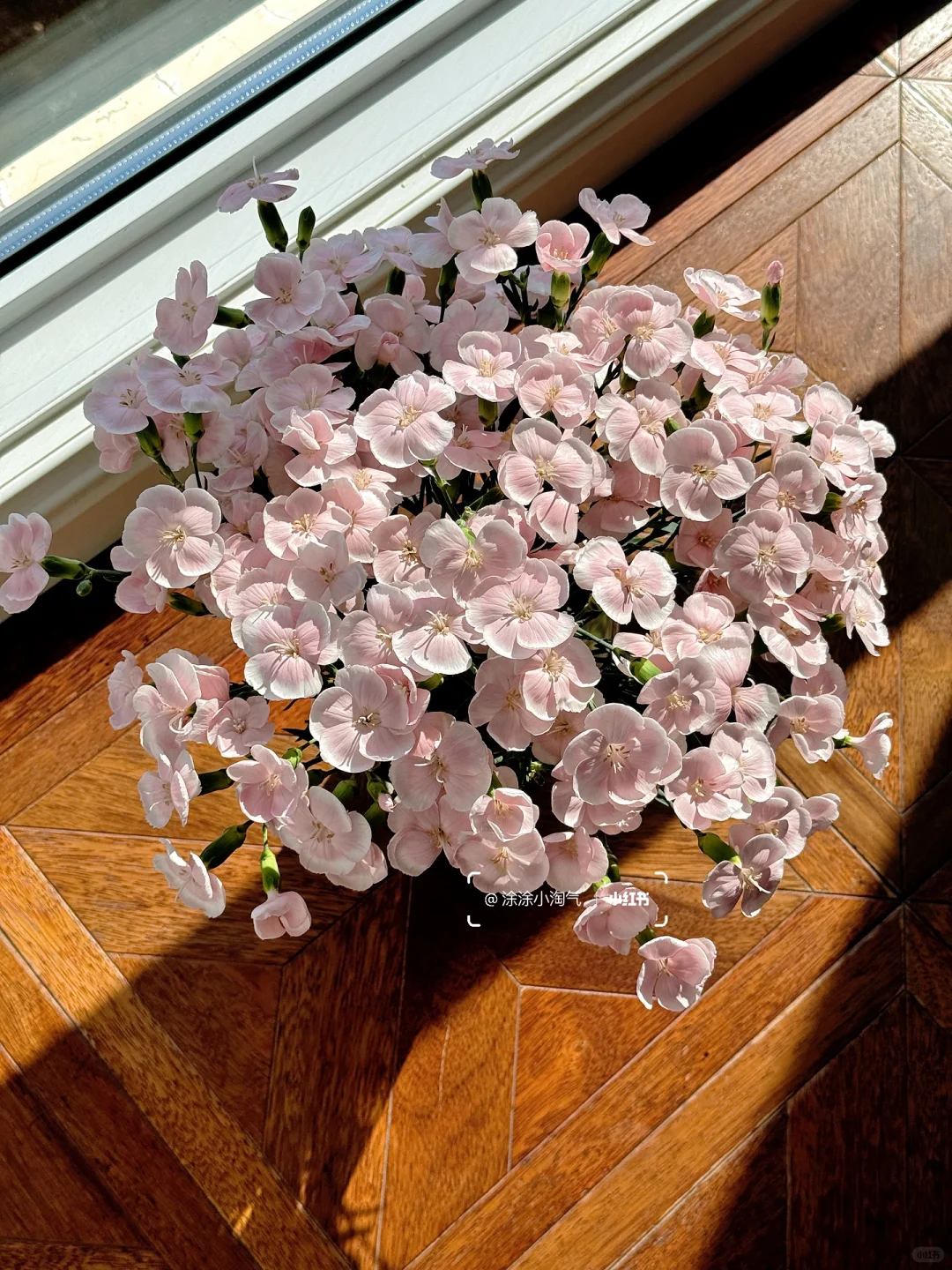 漂亮好养花期长，都找不到不喜欢的理由