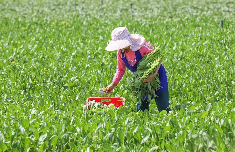 云上认养—传统农业向智慧农业的转变分析!