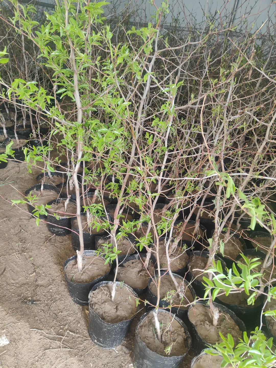 蟠枣，三代冬枣带盆发货