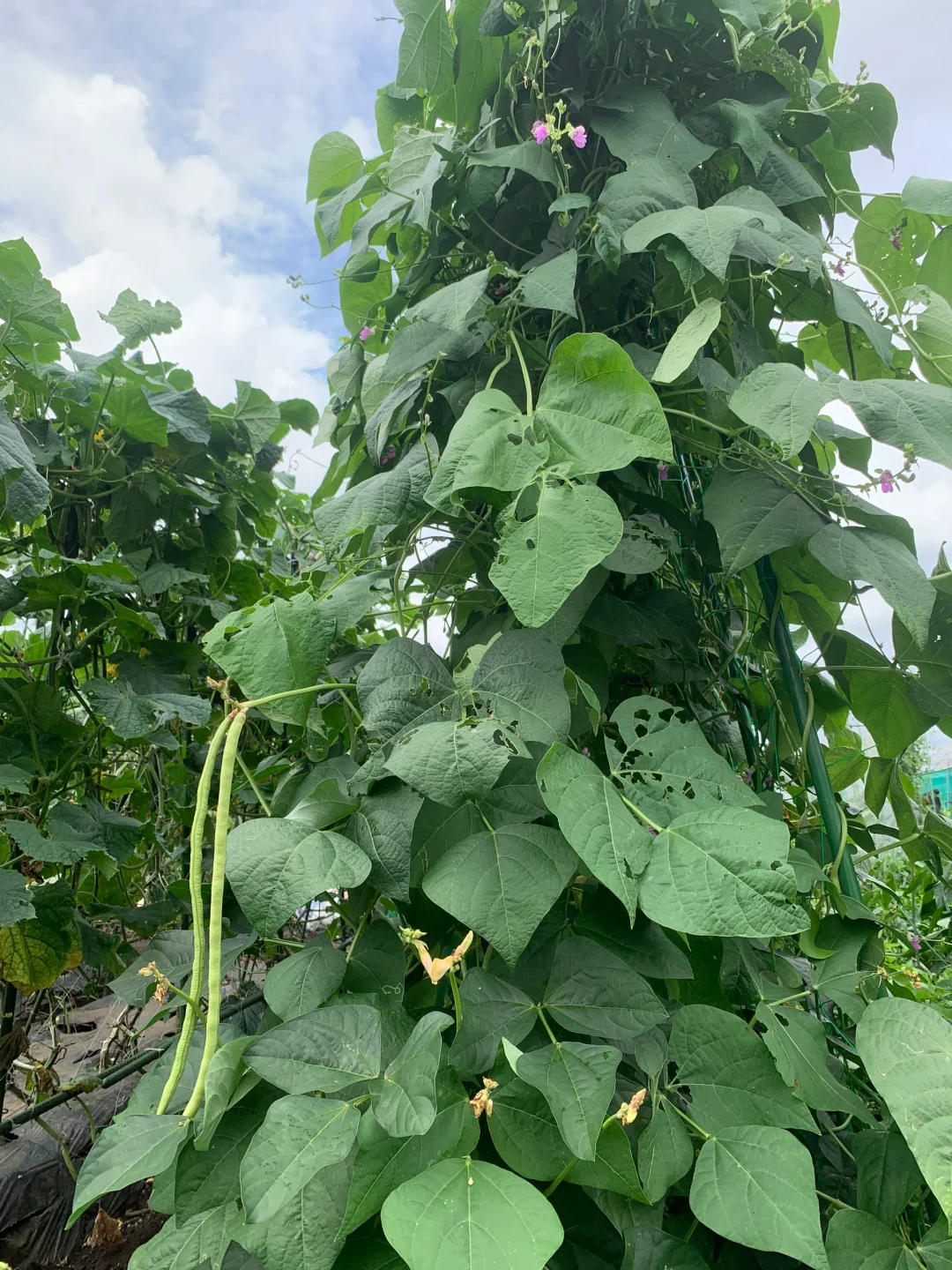 小小菜地，收获多多