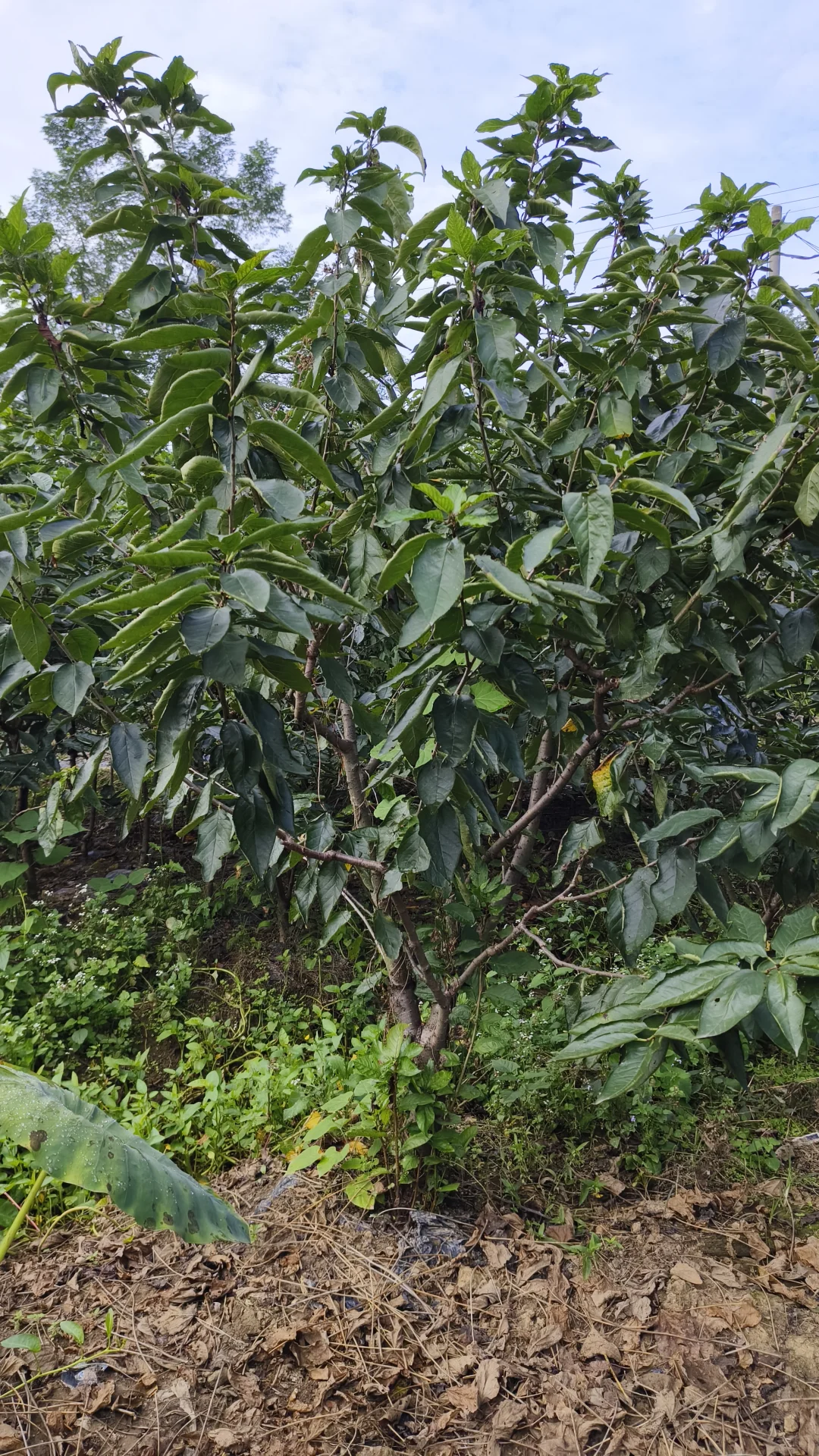成都龙泉驿区果树苗基地