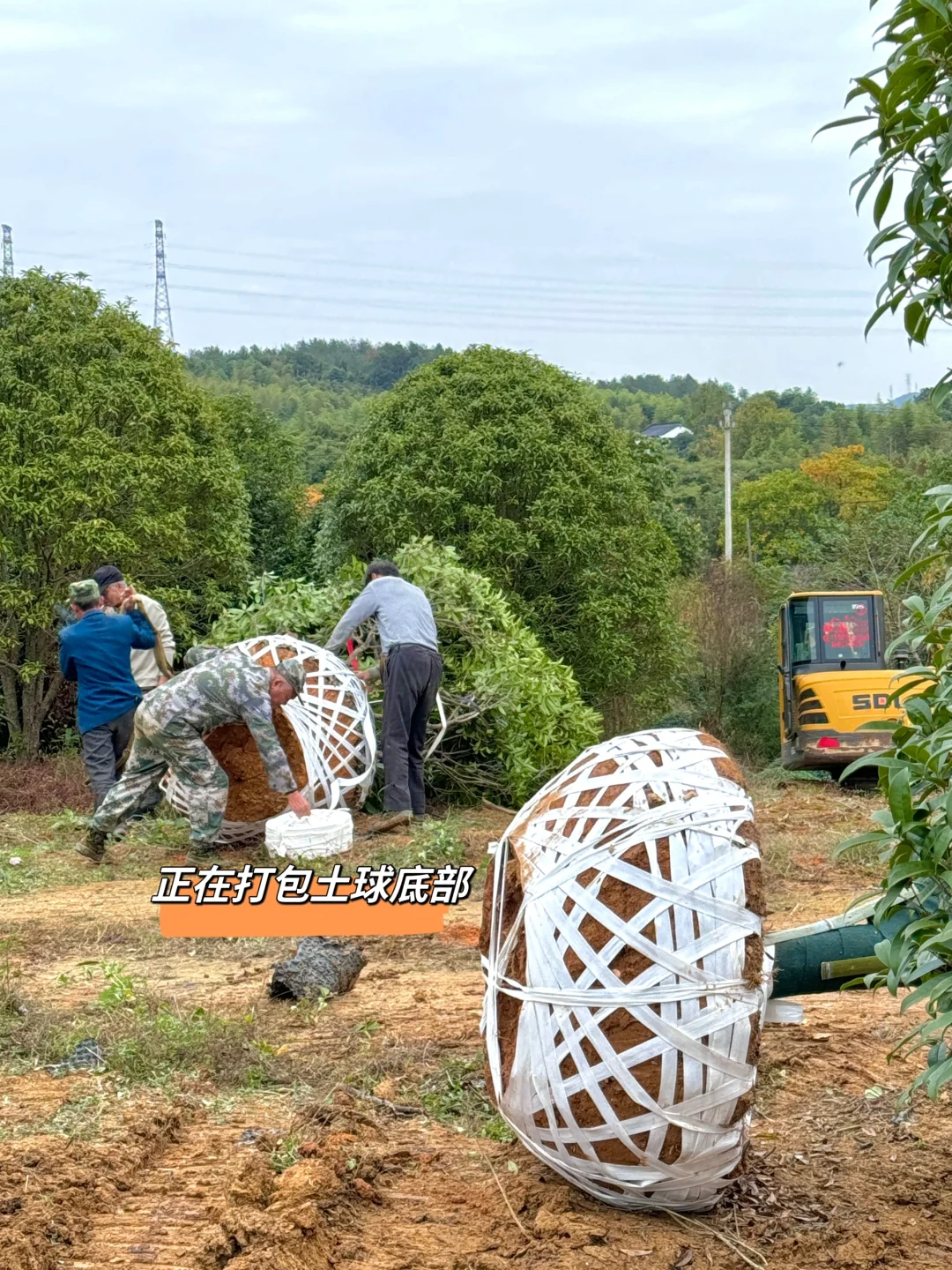 今天两大车桂花发往杭州??