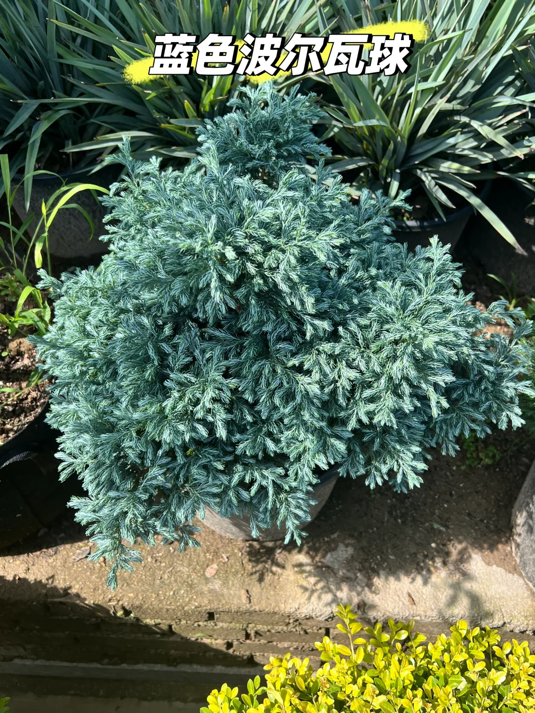 浙江庭院花卉苗圃 集市