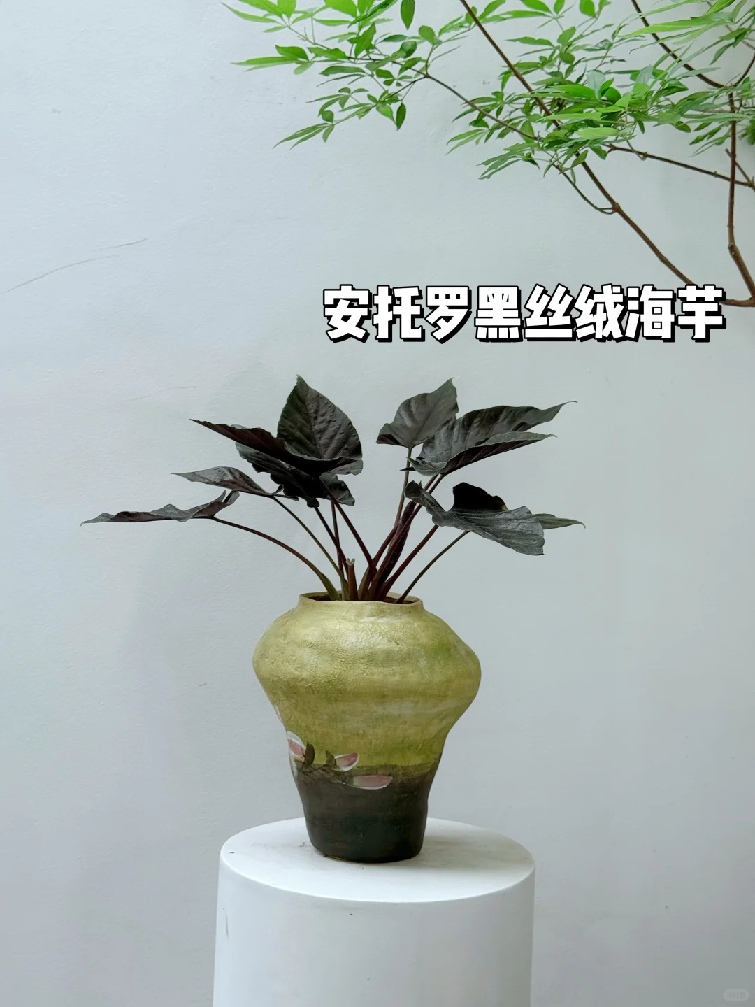 2025年最受小仙女喜爱的10款盆栽它来了❗️?