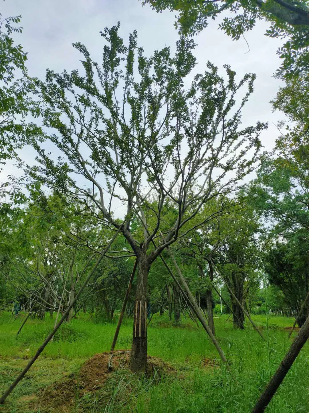 介绍华中常用乔木-朴树