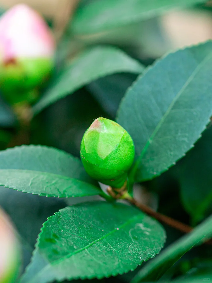 ✨四季开花的香妃山茶，阳台必备