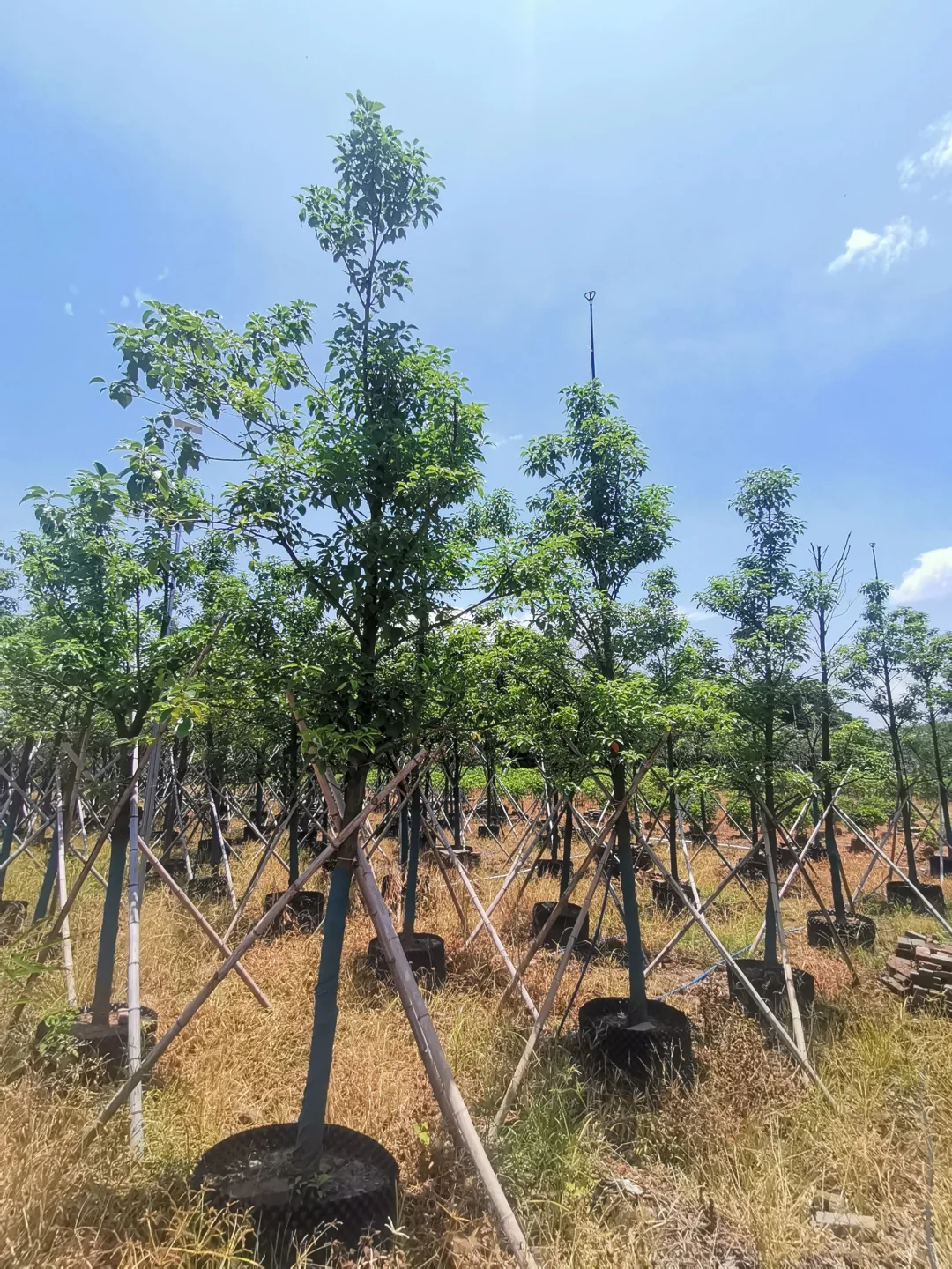 8-10分市政小香樟有货