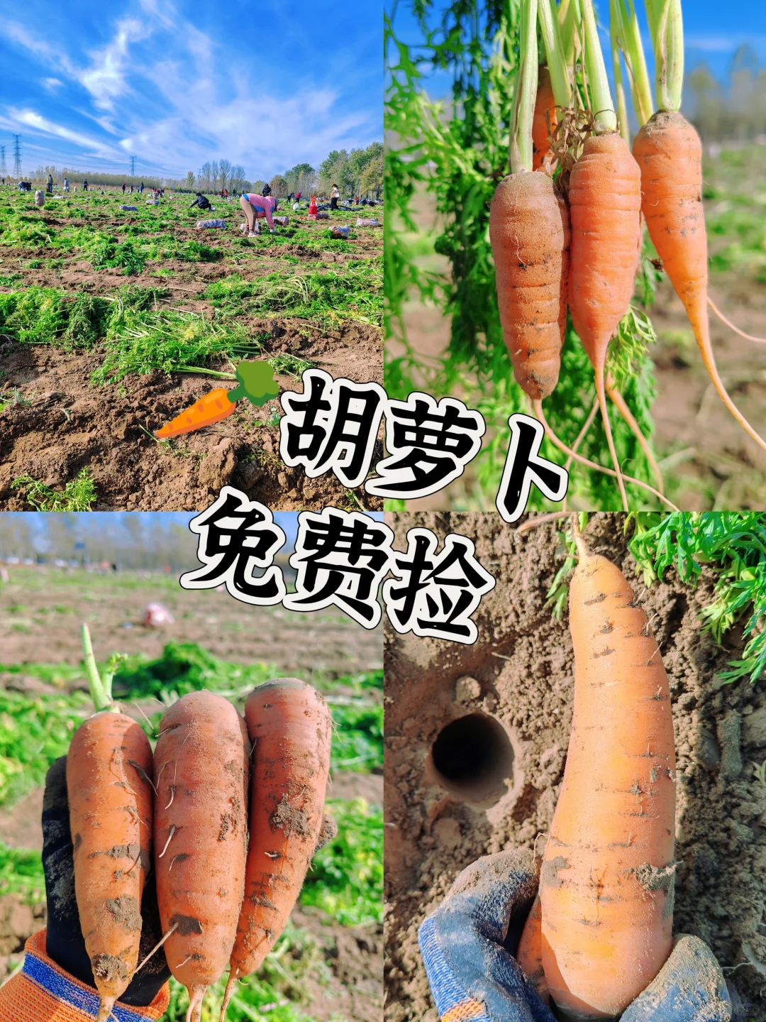 11.10?，超级营养的胡萝卜捡起来