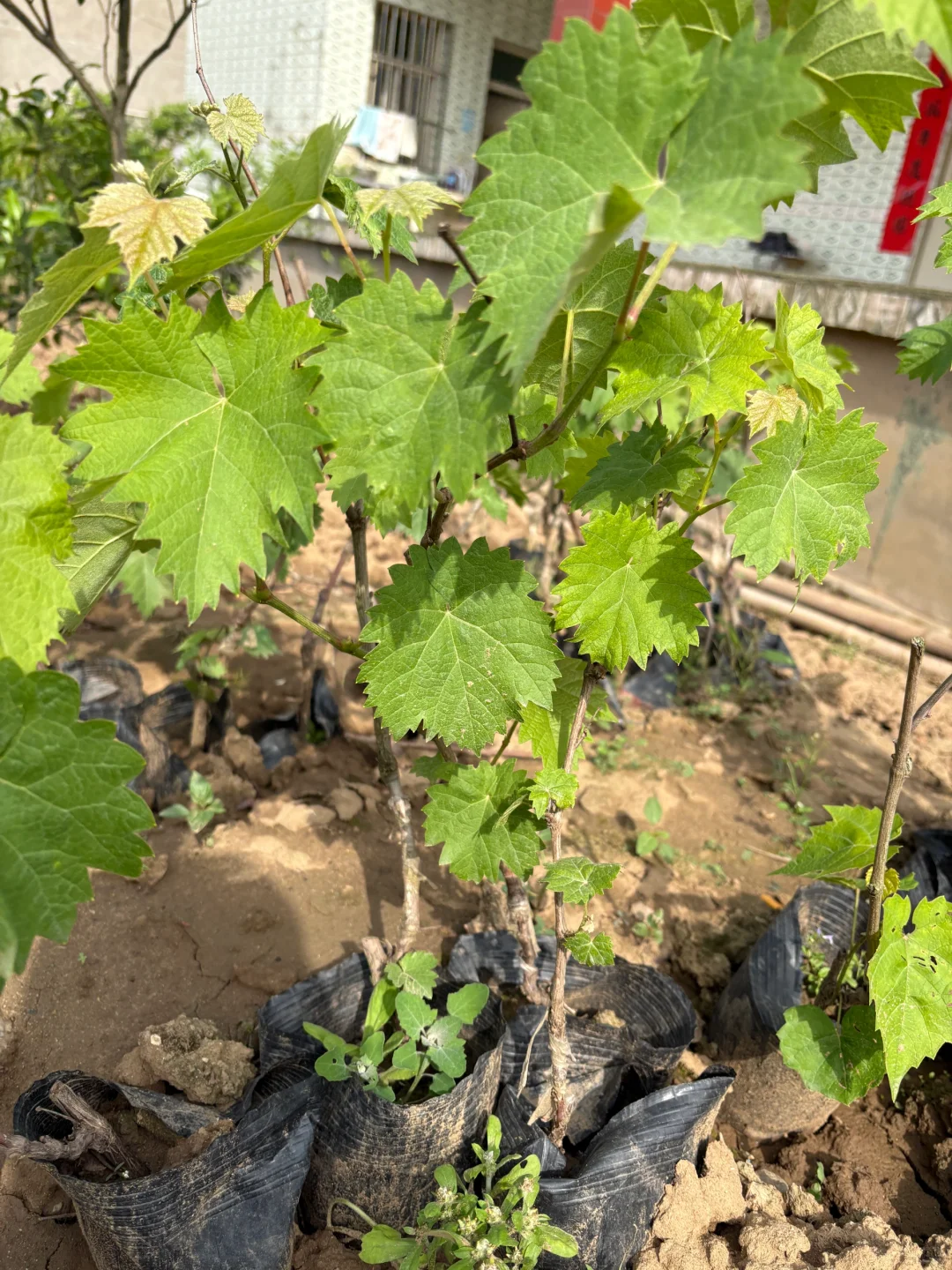 大自然的馈赠~巨峰葡萄苗