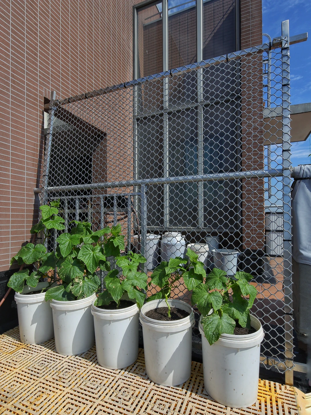 春天辛勤的播种，终于迎来收获满满的采收！