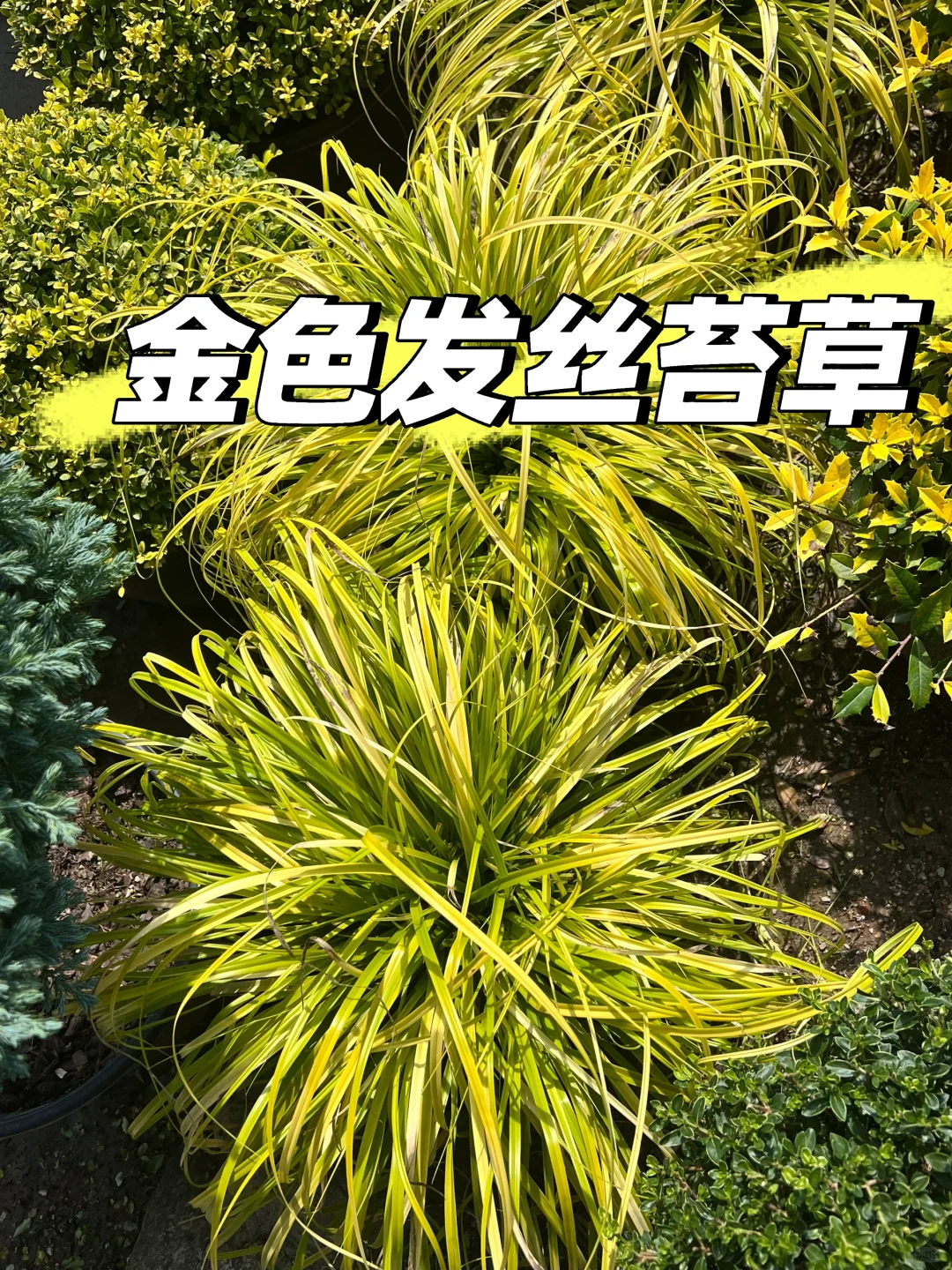 浙江庭院花卉苗圃 集市