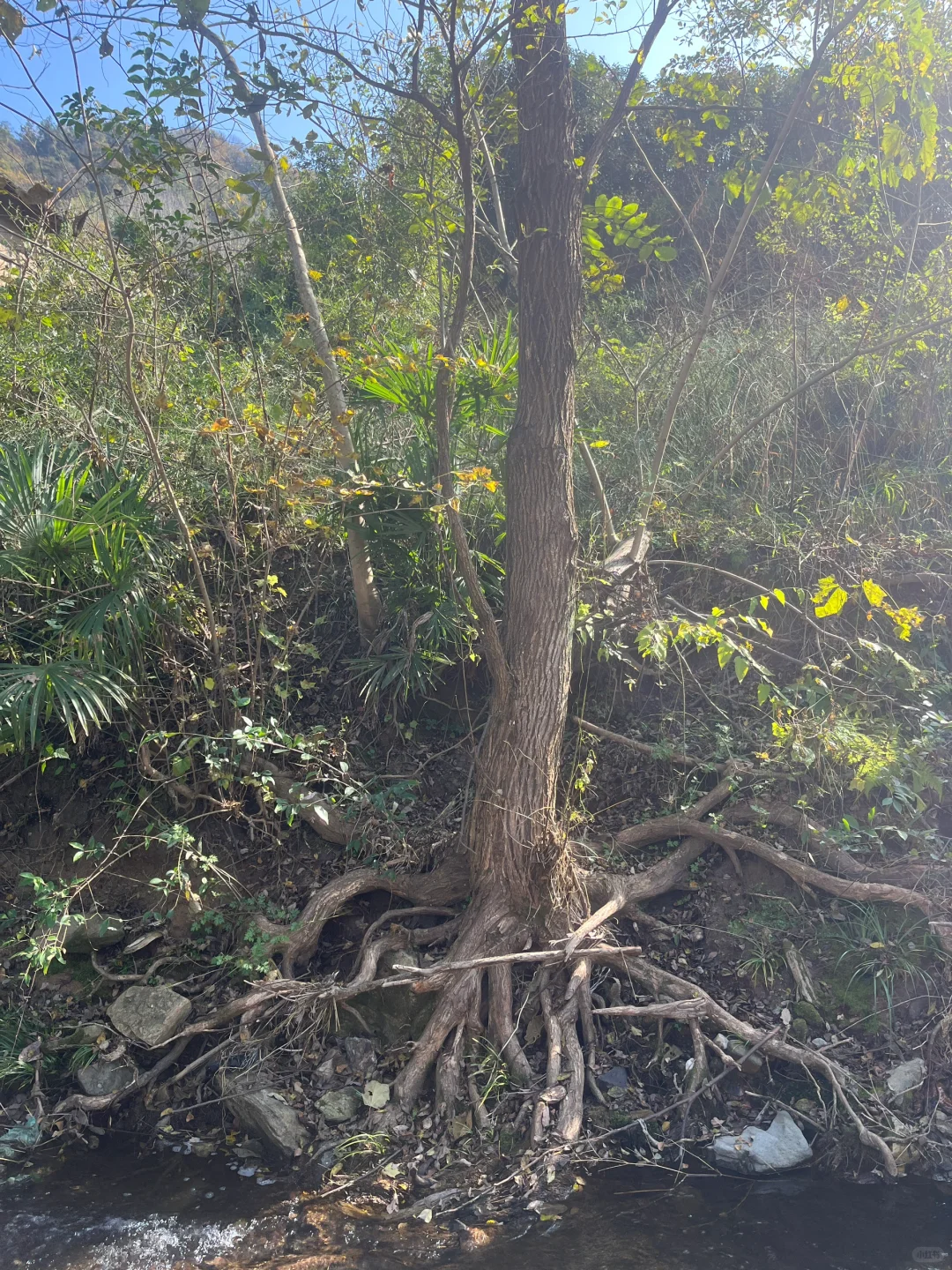 去捡木头，准备下个作品，像在捡垃?