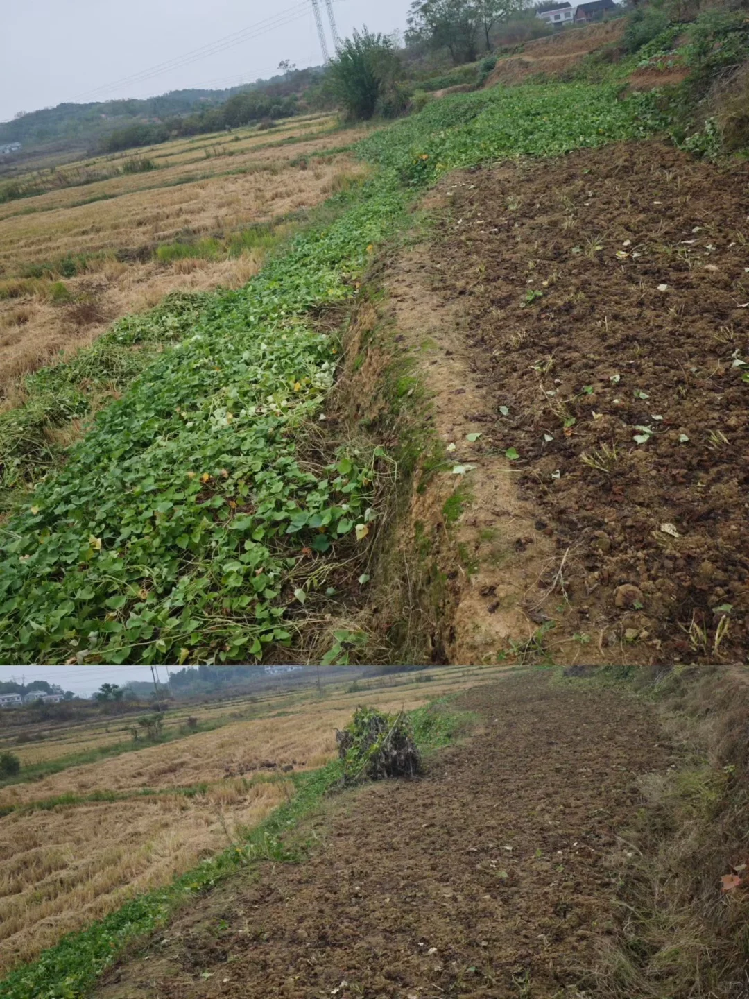 农村纯手工红薯粉