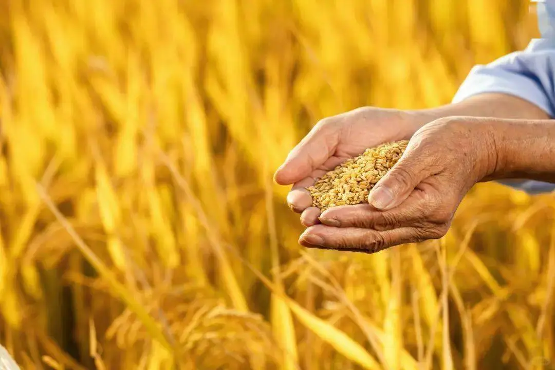 云上认养—传统农业向智慧农业的转变分析!