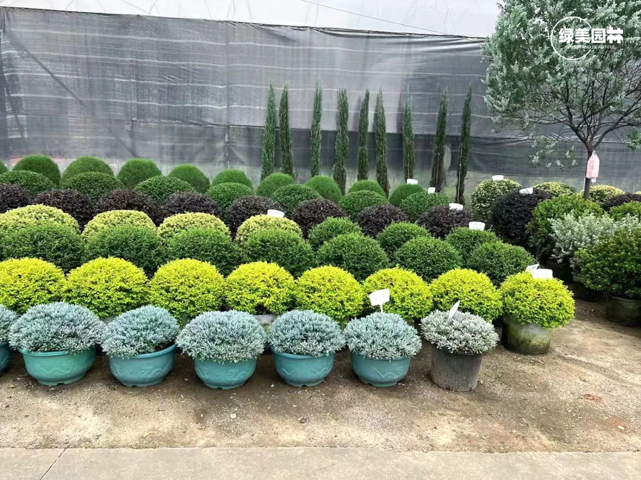 手把手教你苗木应该要怎么挑选呢?