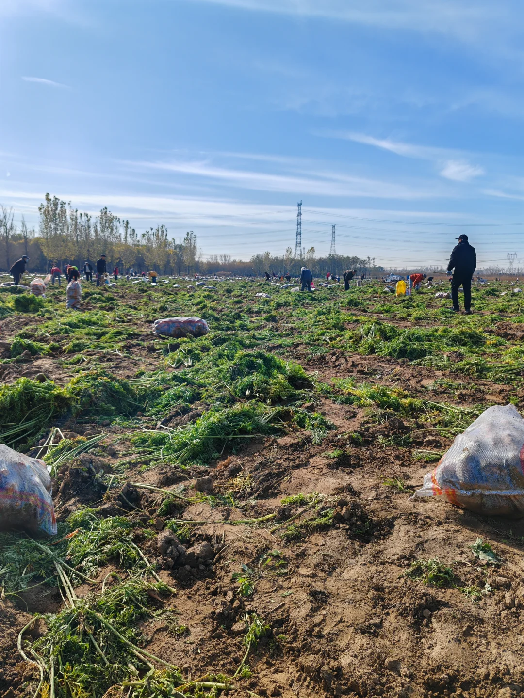 11.10?，超级营养的胡萝卜捡起来