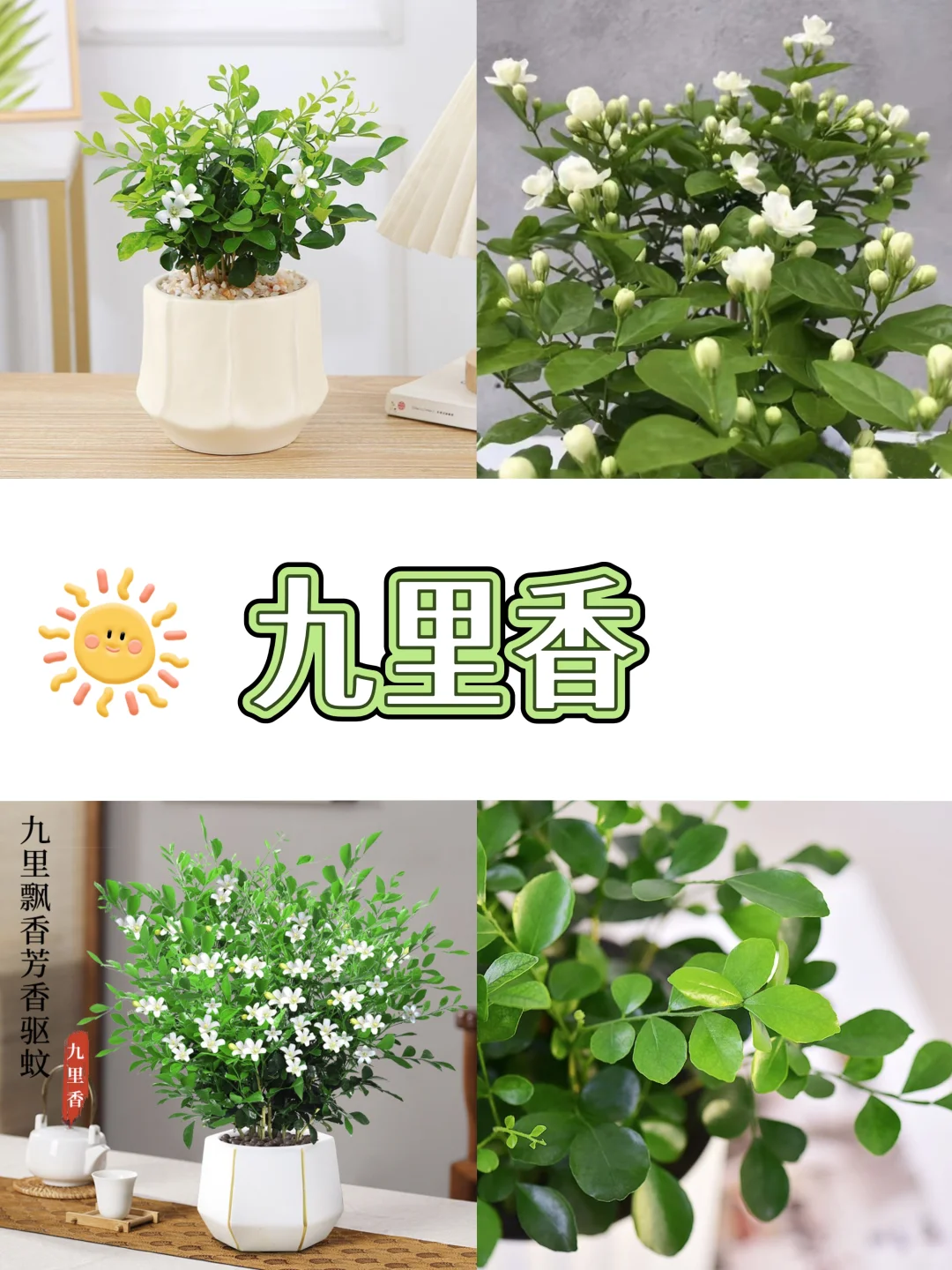 打工人桌面指南‼️自带香气的9⃣️款盆栽