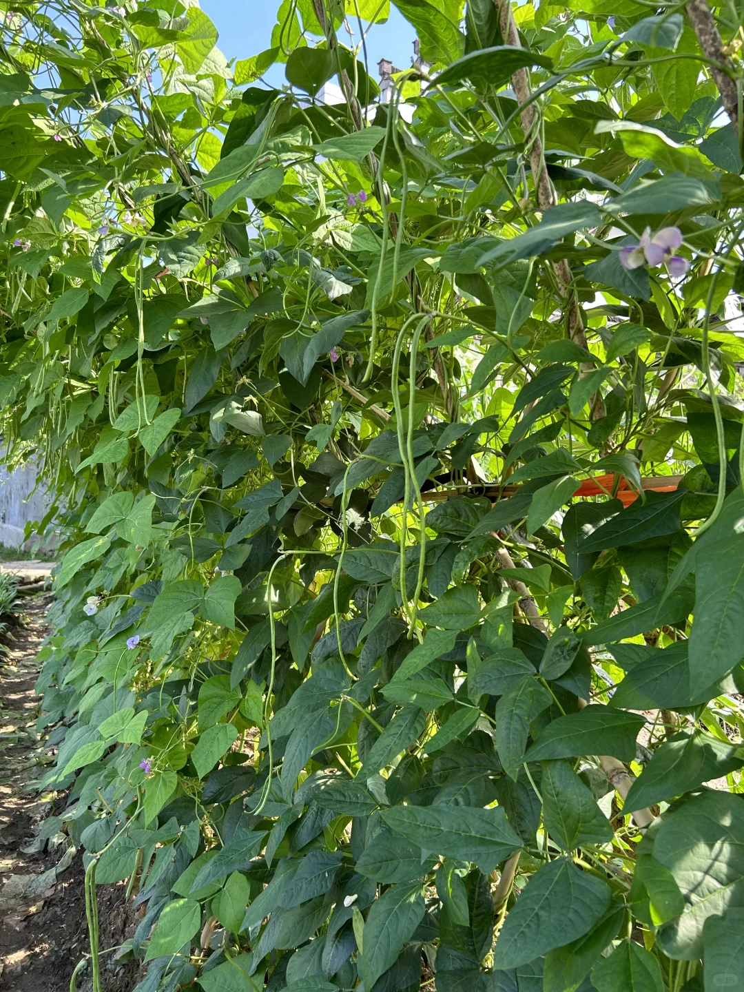 夏天的菜园满满当当 一顿八个菜 各个不重样