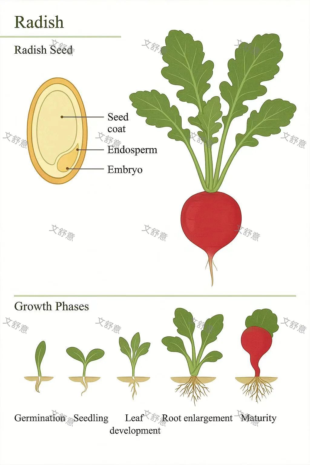 ?蔬菜成长| 辣椒、胡萝卜、萝卜、芹菜